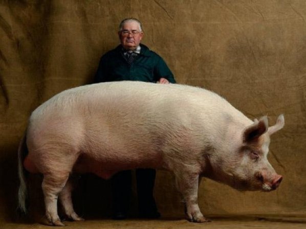Самая большая свинья в мире: где она живет?